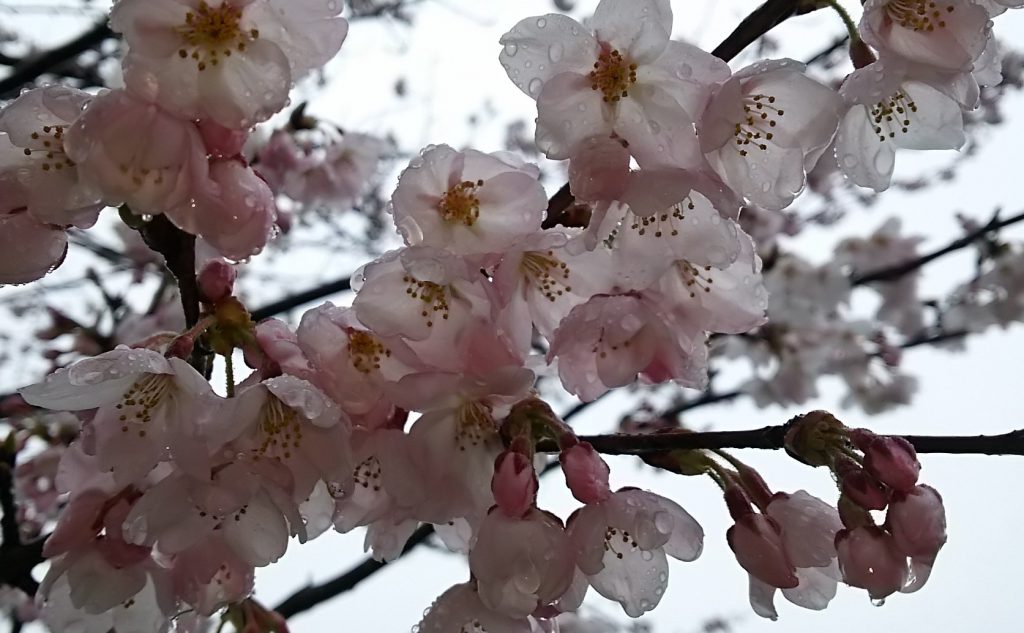 雨の一目千本桜