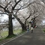 大河原町の一目千本桜