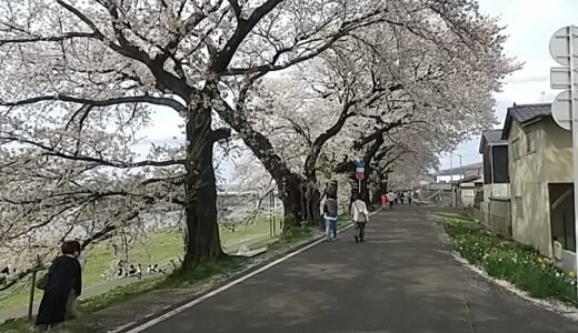 大河原駅から徒歩で川沿いにある「一目千本桜」を楽しんできた記録