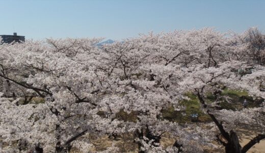 桜を追って岩手まで北上してみる「徒歩で盛岡駅から盛岡城跡公園へ向かうルート」
