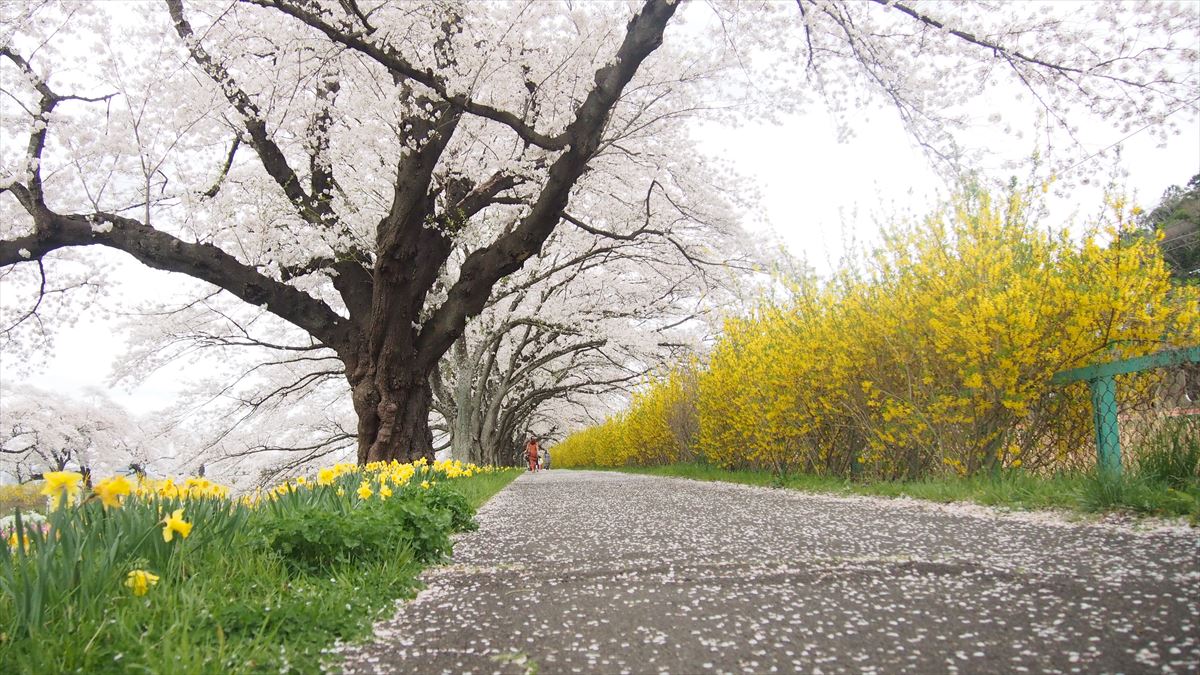散り際の桜で埋まる道