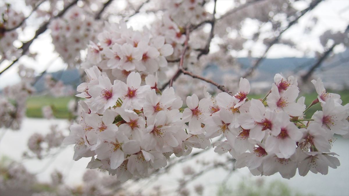 一目千本桜のソメイヨシノ