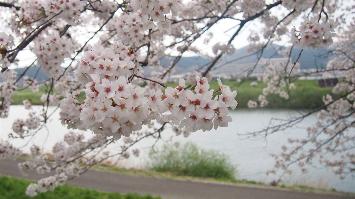まだまだ見ごろの桜