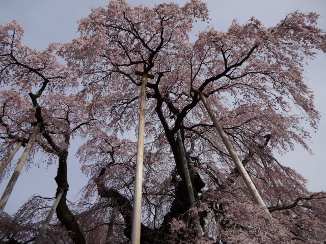 下から見上げる滝桜