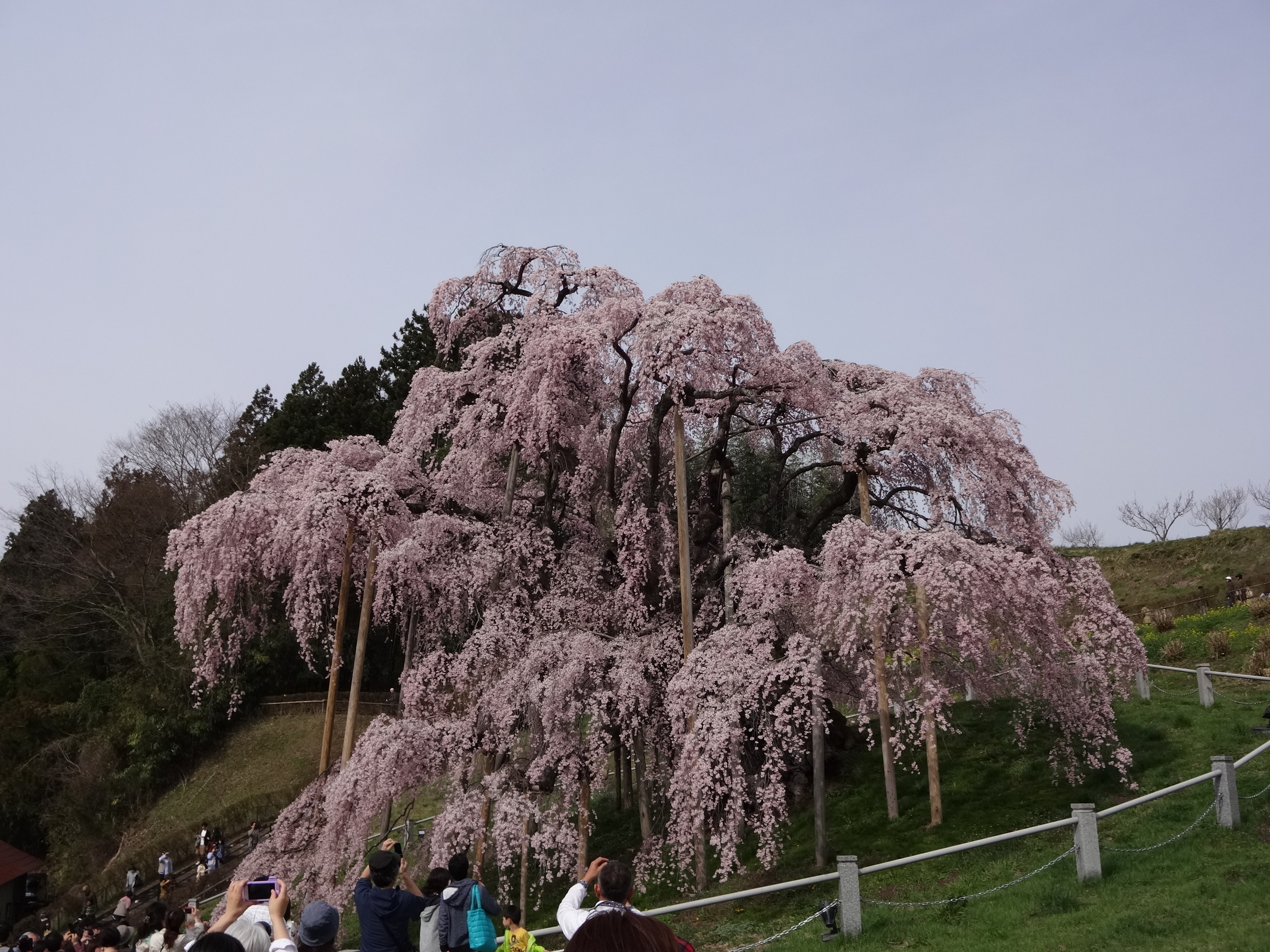 真横から滝桜